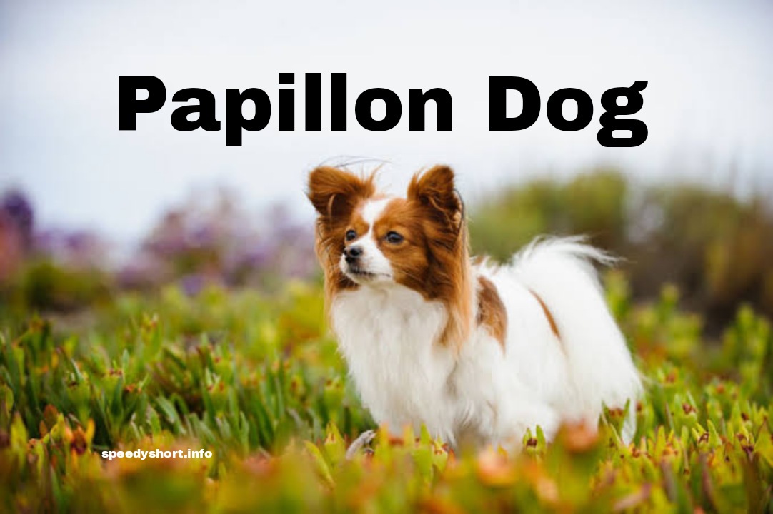 Papillon Dog